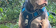 Stitch joined the competition — help win amazing prizes! alert, animal, blue_harness, brown_paw, canine, chain_link_fence, daylight, dirt, dog, grass, greenery, leaves, nature, outdoor, pet, portrait, puppy, sitting, watchful, young_dog