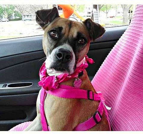 Gracie May joined the competition — help win amazing prizes! automotive_mirror, car_seat, carnivore, collar, companion_dog, dog, dog_breed, dog_collar, fawn, liver, magenta, mammal, pet_supply, pink, snout, sporting_group, vehicle_door, whiskers, windshield, working_animal