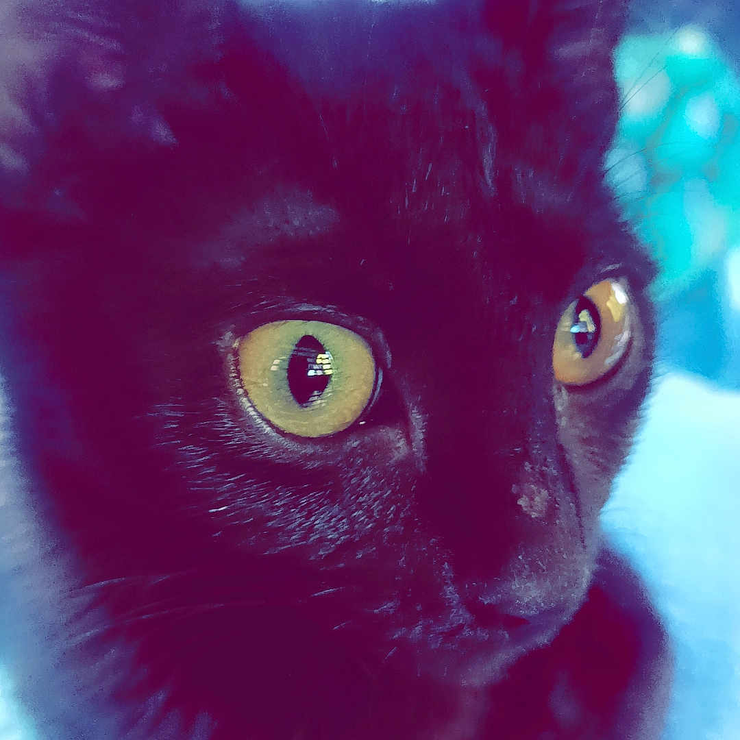 Bella
