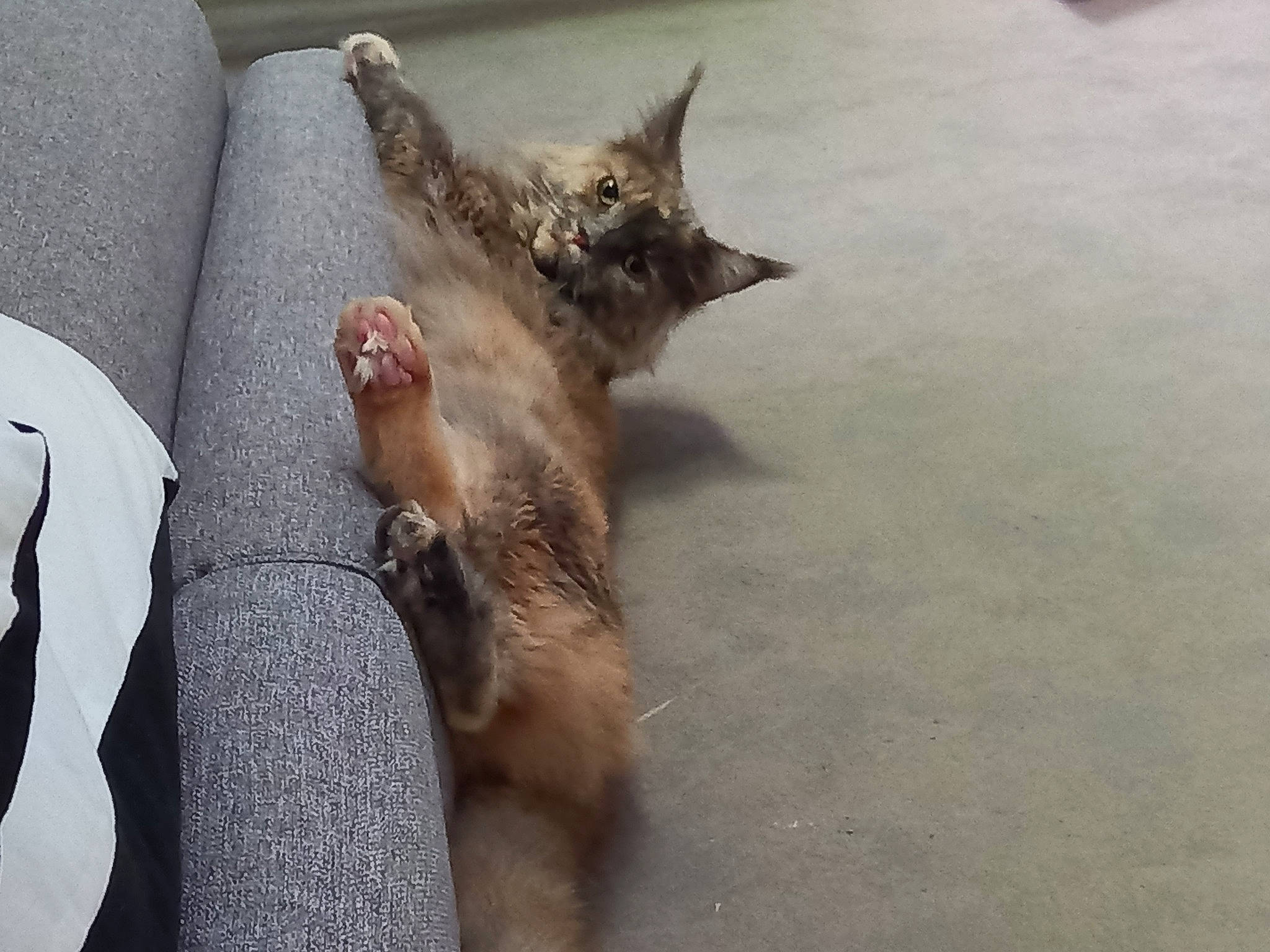 Diva participe au concours pour gagner de l'argent avec cette photo : canidae, carnivore, cat, claw, comfort, dog_breed, domestic_short_haired_cat, fawn, felidae, fur, grey, liver, paw, road_surface, small_to_medium_sized_cats, snout, sporting_group, tail, terrestrial_animal, whiskers