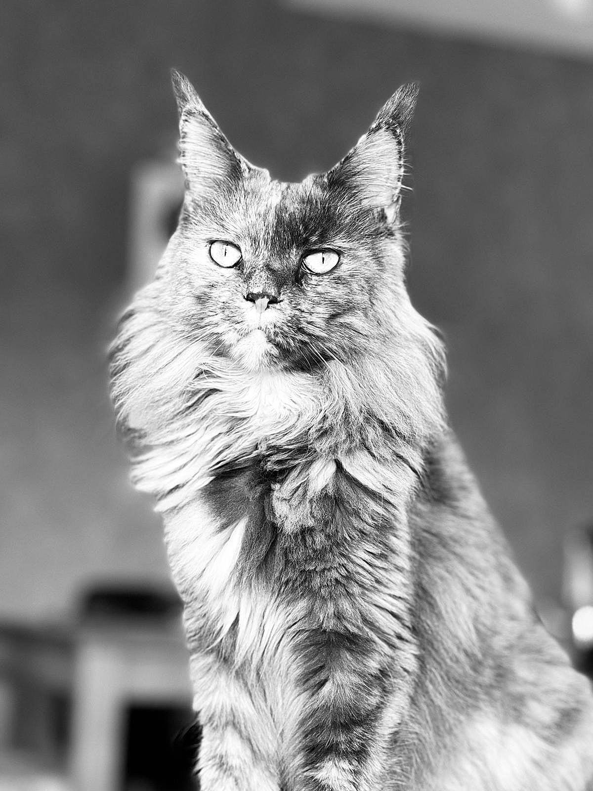 Diva a rejoint le concours — aidez-le/la à gagner de superbes lots ! black_and_white, carnivore, cat, domestic_short_haired_cat, eye, felidae, fur, grey, monochrome, monochrome_photography, small_to_medium_sized_cats, snout, terrestrial_animal, whiskers, wildlife