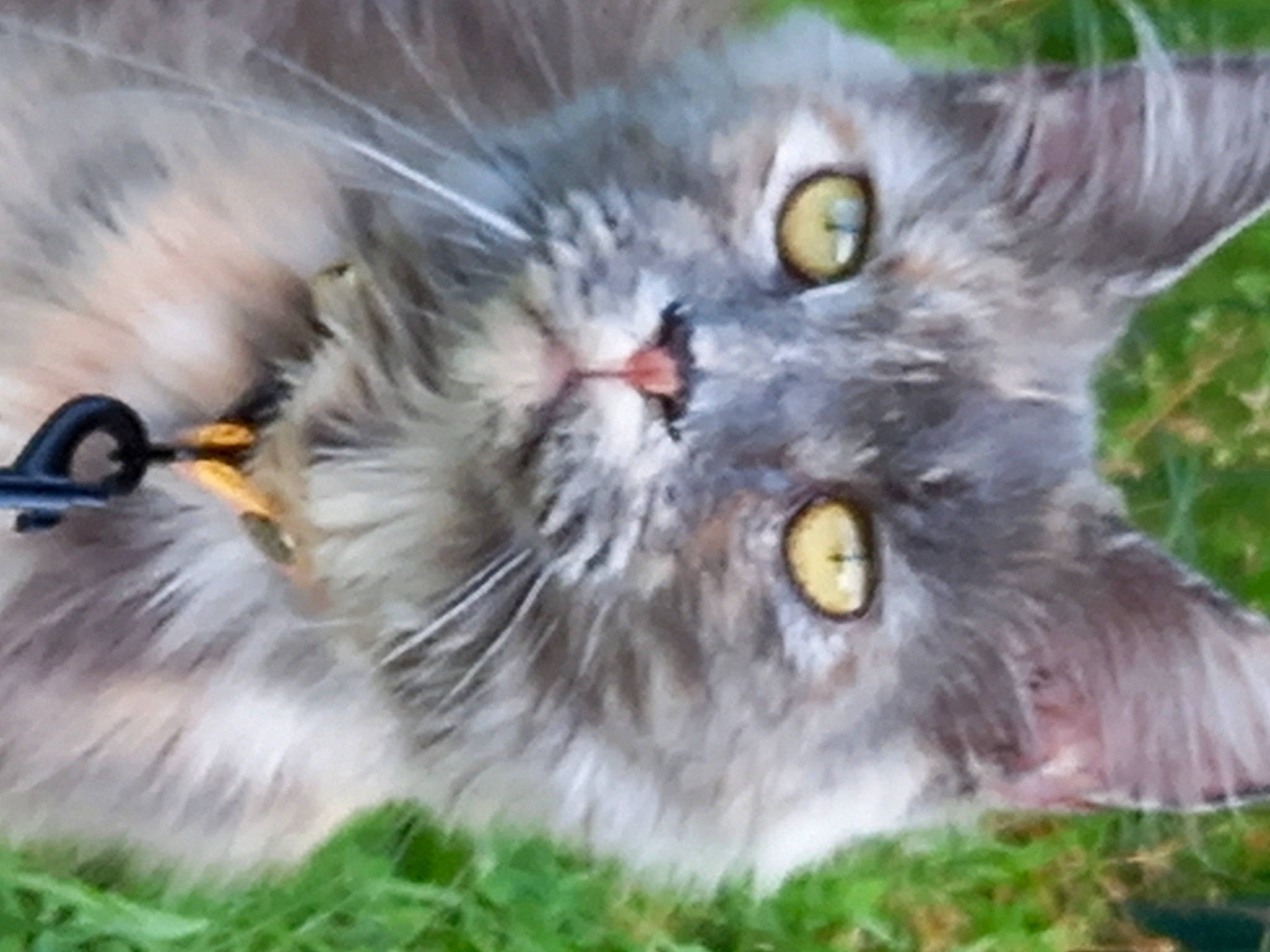 Diva a rejoint le concours — aidez-le/la à gagner de superbes lots ! british_longhair, carnivore, cat, close_up, event, eye, felidae, fur, grass, mammal, plant, small_to_medium_sized_cats, snout, terrestrial_animal, whiskers, wildlife