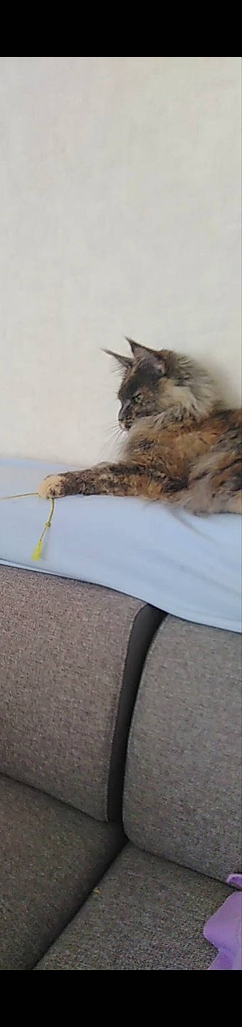 Diva a rejoint le concours — aidez-le/la à gagner de superbes lots ! carnivore, cat, chair, claw, comfort, felidae, fur, grey, maine_coon, small_to_medium_sized_cats, tail, terrestrial_animal, whiskers, wood