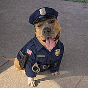 Kilo is registered to the contest to win money with this photo: american_flag_patch, badge, brown_fur, canine, concrete_ground, costume, dog, handcuffs, happy, holster, outdoor, paws, police_hat, police_uniform, portrait, shadow, sitting, sunlight, tail, tongue_out