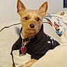 animal, black_sweater, blanket, canine, collar, companion, couch, cozy, cute, dog, domestic, ears, furniture, heart_tag, indoor, looking, pet, portrait, resting, small_dog