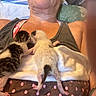 kitten, newborn, cat, baby_animal, person, tank_top, blanket, polka_dots, tattoo, resting, lying_down, indoor, close_up, furry, pink, white, black, cute, tiny, snuggling
