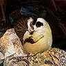 Mickey joined the competition — help win amazing prizes! cat, cats, sleeping, curled_up, cozy, blanket, animal_print, feline, snuggling, pet, cute, domestic_animal, resting, fur, indoor, stroller, basket, close_up, companion, warm
