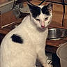 Mickey is registered to the contest to win money with this photo: cat, white_cat, black_spots, indoor, pet, animal, bowl, floor, curious, sitting, feline, domestic_cat, household_items, fur, looking, mischievous, closeup, portrait, mammal, cozy