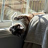 animal, cat, comfort, cozy, domestic, feline, fur, home, indoor, pet, reflection, relaxed, resting, shadow, sleepy, sunlight, towel, whiskers, window, windowsill