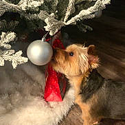 Beau is registered to the contest to win money with this photo: animal, canine, christmas_tree, curious, decorations, dog, festive, frosted_branches, gift_bag, holiday, holiday_decoration, indoor, ornament, pet, seasonal, silver_ball, small_dog, sniffing, tree_skirt, wooden_floor