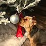 animal, canine, christmas_tree, curious, decorations, dog, festive, frosted_branches, gift_bag, holiday, holiday_decoration, indoor, ornament, pet, seasonal, silver_ball, small_dog, sniffing, tree_skirt, wooden_floor