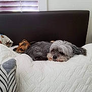 Chiquita is registered to the contest to win money with this photo: dog, bed, quilt, white, brown, gray, pet, cozy, indoor, resting, sleepy, furry, animal, headboard, blanket, cute, two_dogs, companion, relaxation, window