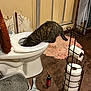 Honey is registered to the contest to win money with this photo: cat, tabby_cat, toilet, bathroom, litter_box, toilet_paper, floor_mat, floor, cat_litter_scoop, can, curious, indoor, pet, animal, feline, household, brown, white, wall, metal_stand