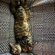 Honey is registered to the contest to win money with this photo: cat, tabby, feline, pet, couch, patterned_fabric, relaxed, indoor, animal, fur, whiskers, paws, resting, striped, comfortable, cute, home, sleepy, cozy, laying_down