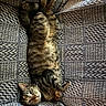 Honey is registered to the contest to win money with this photo: animal, cat, comfortable, couch, cozy, cute, feline, fur, home, indoor, laying_down, patterned_fabric, paws, pet, relaxed, resting, sleepy, striped, tabby, whiskers