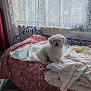 Jody participe au concours pour gagner de l'argent avec cette photo : dog, white_dog, small_dog, fluffy, curly_fur, pet, animal, bed, bedroom, blanket, quilt, bedding, lace_curtains, window, indoor, home, sitting, portrait, cozy, sleeping_area