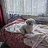 dog, white_dog, small_dog, fluffy, curly_fur, pet, animal, bed, bedroom, blanket, quilt, bedding, lace_curtains, window, indoor, home, sitting, portrait, cozy, sleeping_area