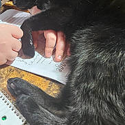Harley joined the competition — help win amazing prizes! black_cat, cat, sleeping, hand, paper, notebook, table, fur, paw, resting, indoor, writing, person, study, relaxation, cozy, domestic_animal, closeup, comfort, pet