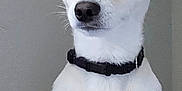 Piddles is registered to the contest to win money with this photo: animal, canine, collar, companion, cute, dog, domestic_animal, ears, expression, furry, gray_background, indoor, looking_away, paw, pet, portrait, sitting, small_dog, soft_surface, white_fur