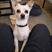 Piddles is registered to the contest to win money with this photo: blanket, carpet, collar, curious, dog, dog_bed, ears, eyes, floor, home, indoor, living_room, pants, person, pet, sitting, small_dog, table, white_dog, wood_floor