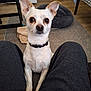 blanket, carpet, collar, curious, dog, dog_bed, ears, eyes, floor, home, indoor, living_room, pants, person, pet, sitting, small_dog, table, white_dog, wood_floor