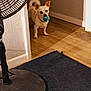 Piddles joined the competition — help win amazing prizes! animal, ball, curious, dog, domestic, ears, fan, floor, hallway, indoor, light, pet, playful, rug, shadow, small_dog, standing, toy, white_dog, wooden_floor