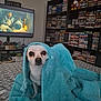 Piddles is registered to the contest to win money with this photo: animal, bed, blanket, cozy, curious, cute, dog, dvd, electronics, entertainment, furniture, indoor, living_room, pet, resting, shelf, small_dog, television, towel, wrapped