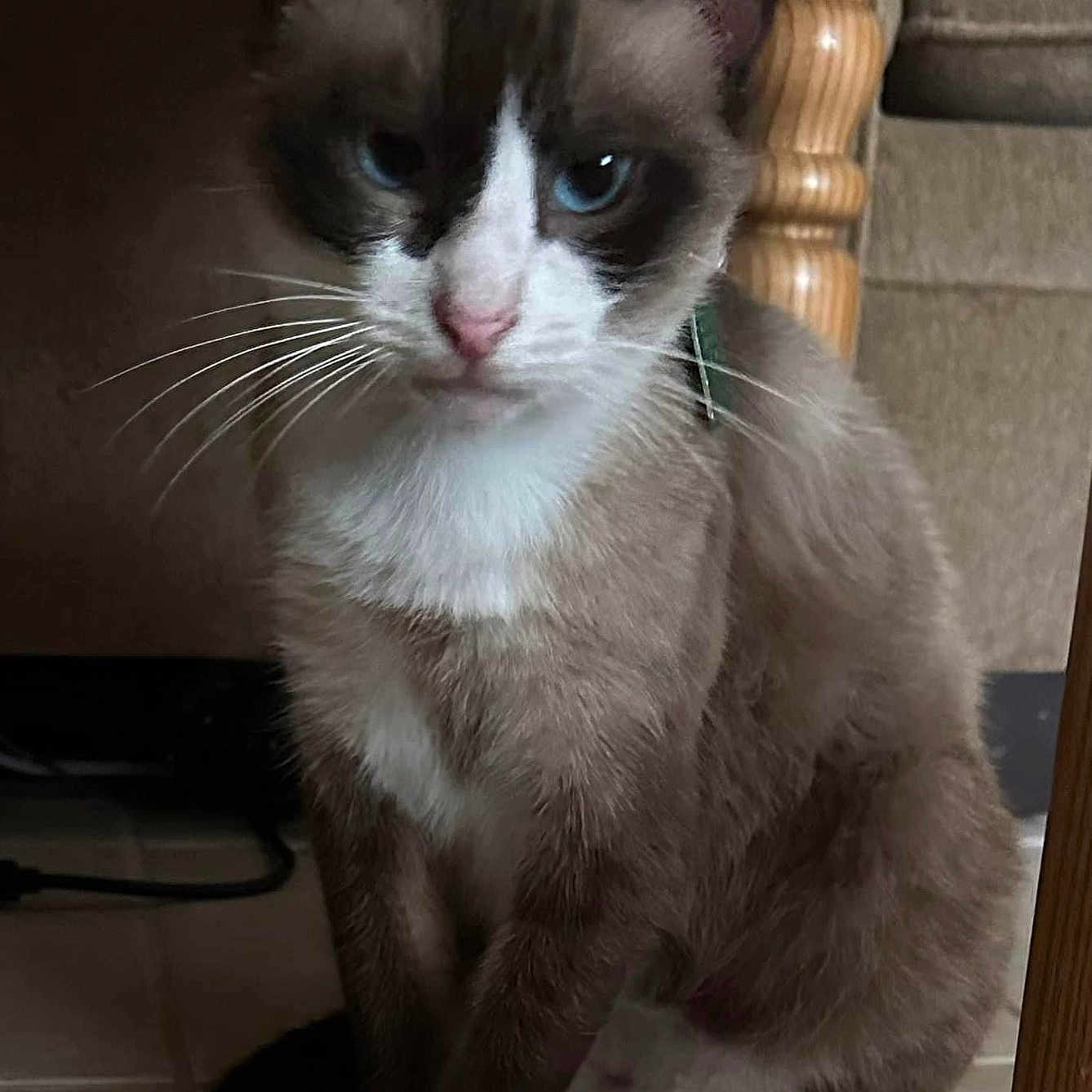 Sadie joined the competition — help win amazing prizes! abyssinian, angora, animal, cat, chair, egyptiancat, furniture, kitten, manx, pet, siamese, wood