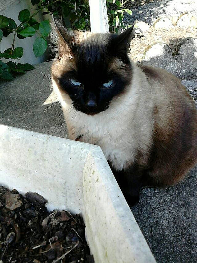 Choukette participe au concours pour gagner de l'argent avec cette photo : asian, balinese, birman, burmese, carnivore, cat, domestic_long_haired_cat, fawn, felidae, himalayan, javanese, mammal, ragdoll, siamese, small_to_medium_sized_cats, thai, tonkinese, whiskers