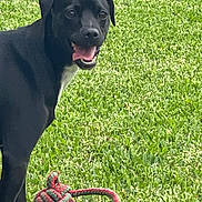 Jj Reyes joined the competition — help win amazing prizes! dog, black_dog, grass, toy, rope_toy, pet, outdoor, playful, animal, canine, tongue_out, happy, greenery, nature, muzzle, ears, four_legs, daylight, close_up, side_view