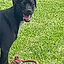 dog, black_dog, grass, toy, rope_toy, pet, outdoor, playful, animal, canine, tongue_out, happy, greenery, nature, muzzle, ears, four_legs, daylight, close_up, side_view