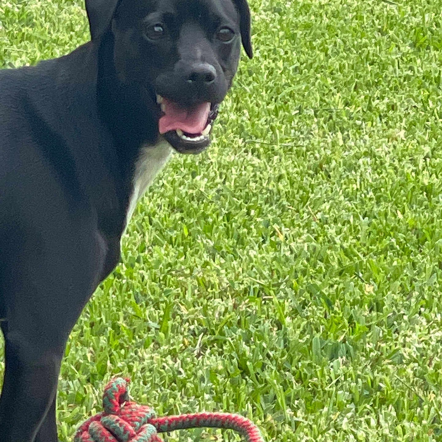 Jj Reyes joined the competition — help win amazing prizes! animal, black_dog, canine, close_up, daylight, dog, ears, four_legs, grass, greenery, happy, muzzle, nature, outdoor, pet, playful, rope_toy, side_view, tongue_out, toy