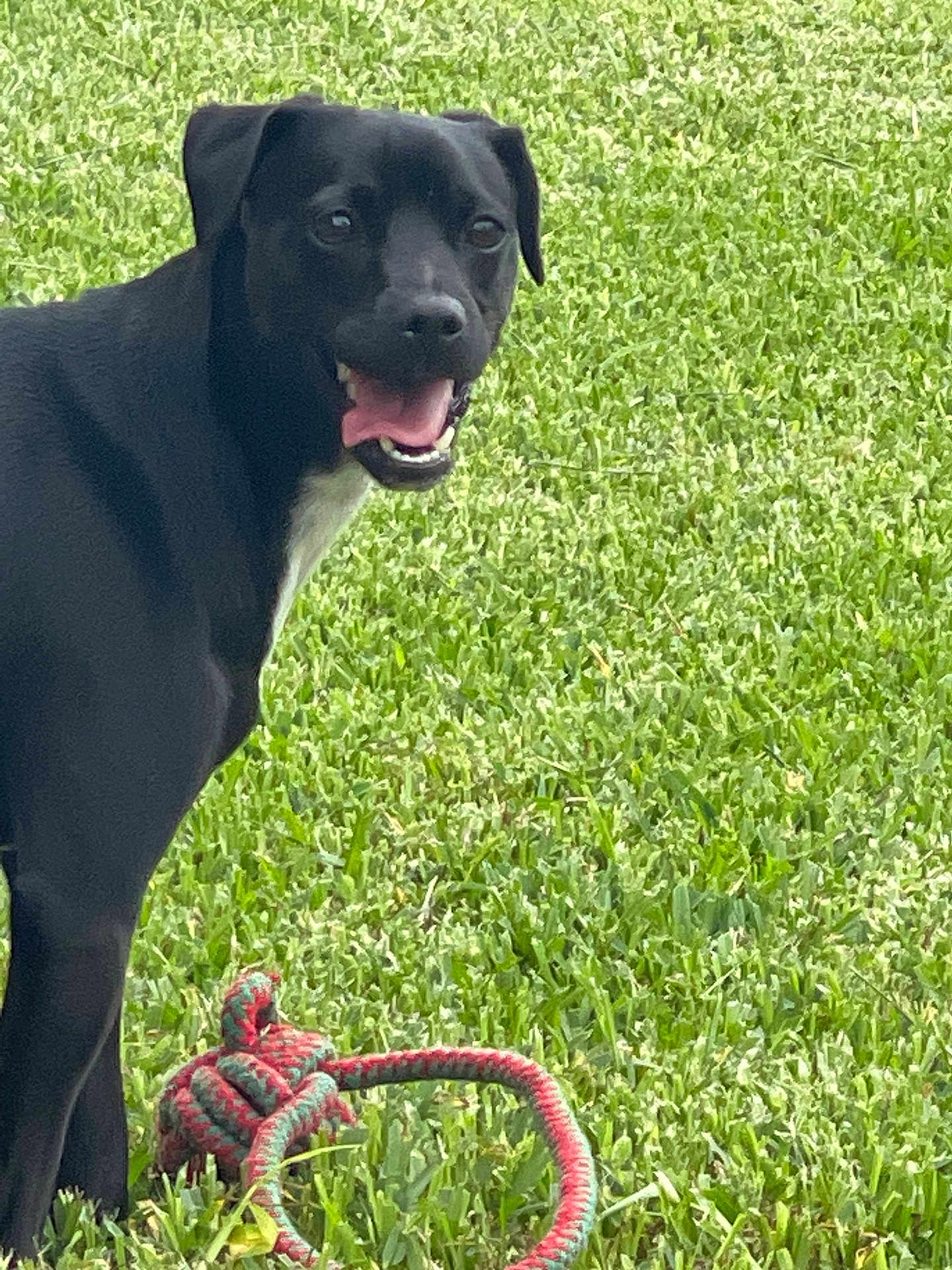 Jj Reyes joined the competition — help win amazing prizes! dog, black_dog, grass, toy, rope_toy, pet, outdoor, playful, animal, canine, tongue_out, happy, greenery, nature, muzzle, ears, four_legs, daylight, close_up, side_view