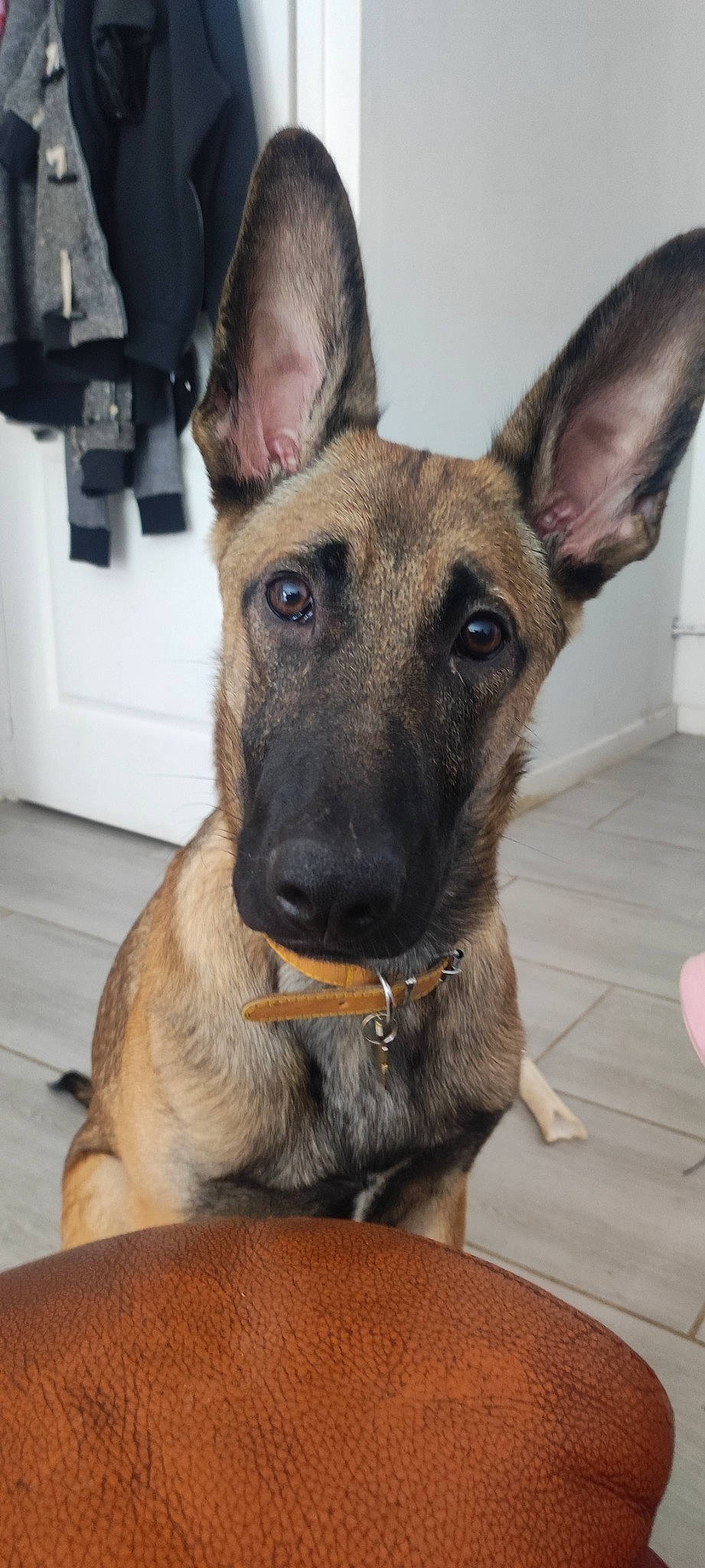 Saïko a rejoint le concours — aidez-le/la à gagner de superbes lots ! canidae, carnivore, collar, companion_dog, dog, dog_breed, dog_collar, ear, fawn, fur, german_shepherd_dog, guard_dog, head, herding_dog, jaw, old_german_shepherd_dog, snout, sporting_group, whiskers, working_dog