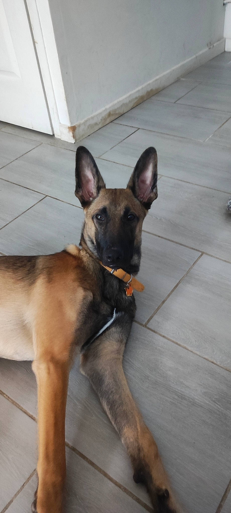 Saïko a rejoint le concours — aidez-le/la à gagner de superbes lots ! belgian_shepherd_malinois, canidae, carnivore, collar, companion_dog, dog, dog_breed, east_european_shepherd, fawn, flooring, german_shepherd_dog, herding_dog, liver, old_german_shepherd_dog, snout, sporting_group, tail, tile_flooring, working_animal, working_dog