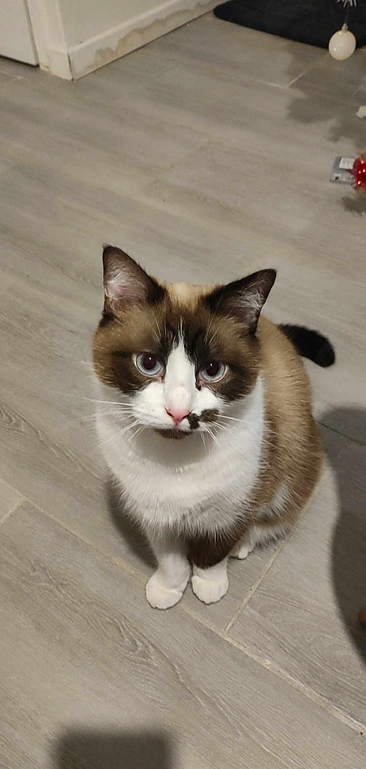 Haru