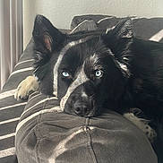 Skyia joined the competition — help win amazing prizes! animal, black_dog, blue_eyes, canine, close_up, comfort, couch, daylight, dog, domestic_animal, furniture, home, indoor, pet, portrait, relaxed, resting, shadows, sleepy, sunlight