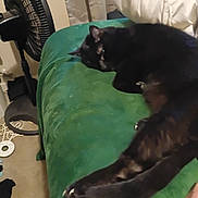 Black Jack joined the competition — help win amazing prizes! black_cat, cat, pet, sleeping, bed, blanket, indoor, pillow, fan, paw, claws, green_blanket, cozy, furniture, curtain, carpet, relaxed, domestic, nighttime, soft