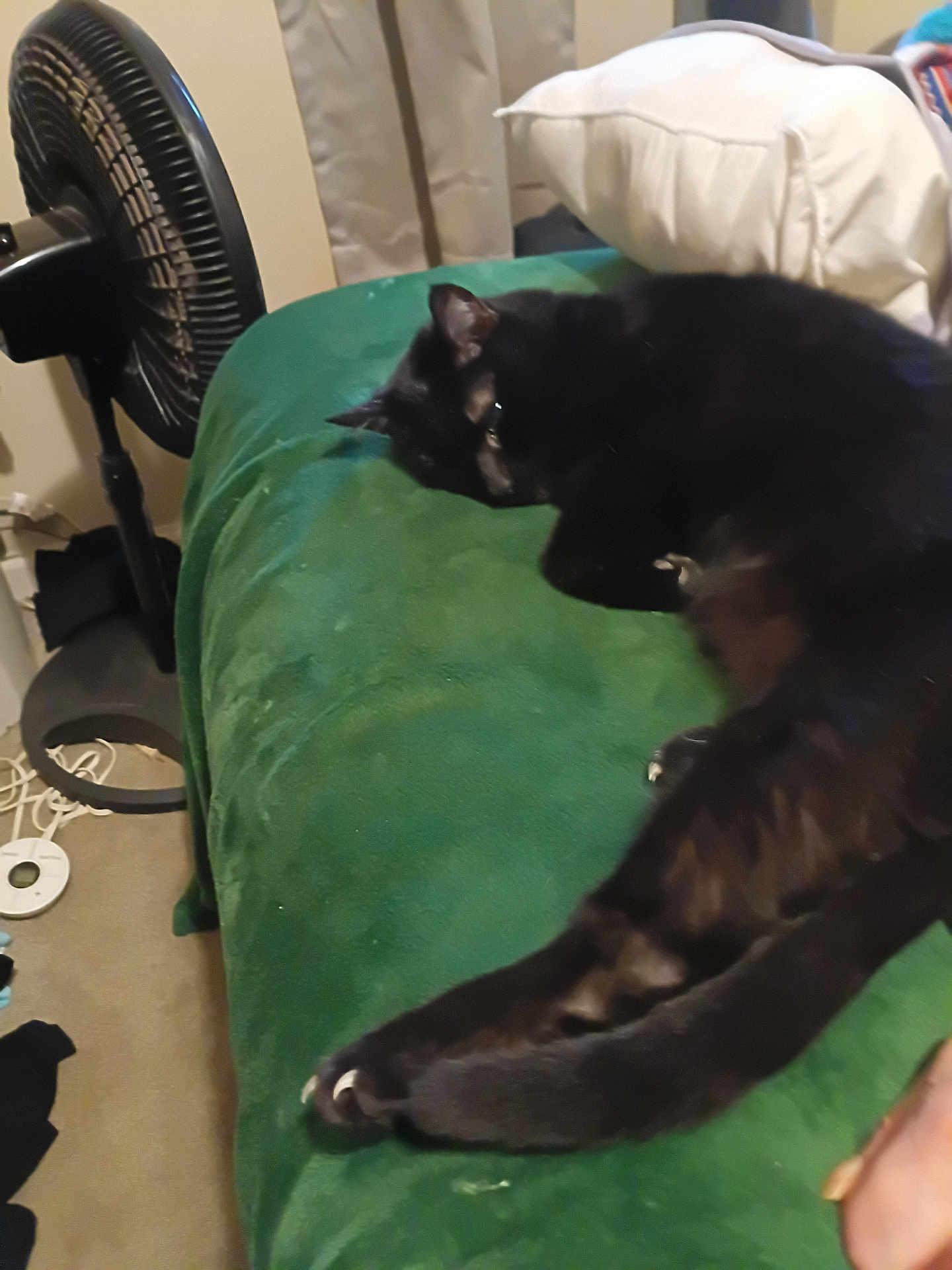 Black Jack joined the competition — help win amazing prizes! black_cat, cat, pet, sleeping, bed, blanket, indoor, pillow, fan, paw, claws, green_blanket, cozy, furniture, curtain, carpet, relaxed, domestic, nighttime, soft