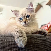 Bobby participe au concours pour gagner de l'argent avec cette photo : kitten, cat, blue_eyes, fluffy, paw, couch, indoor, close_up, whiskers, feline, relaxed, pet, animal, soft_fur, portrait, domestic_cat, cute, resting, young_cat, furniture