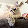 kitten, cat, blue_eyes, fluffy, paw, couch, indoor, close_up, whiskers, feline, relaxed, pet, animal, soft_fur, portrait, domestic_cat, cute, resting, young_cat, furniture