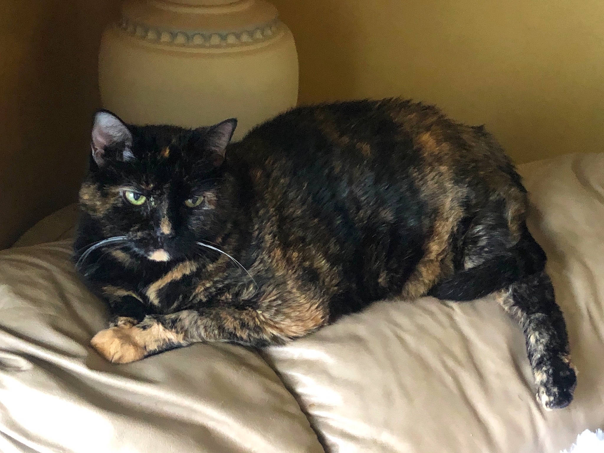 Gabriella joined the competition — help win amazing prizes! artifact, bed, bed_sheet, bedding, carnivore, cat, ceramic, comfort, earthenware, felidae, fur, linens, pottery, small_to_medium_sized_cats, tail, terrestrial_animal, urn, vertebrate, whiskers