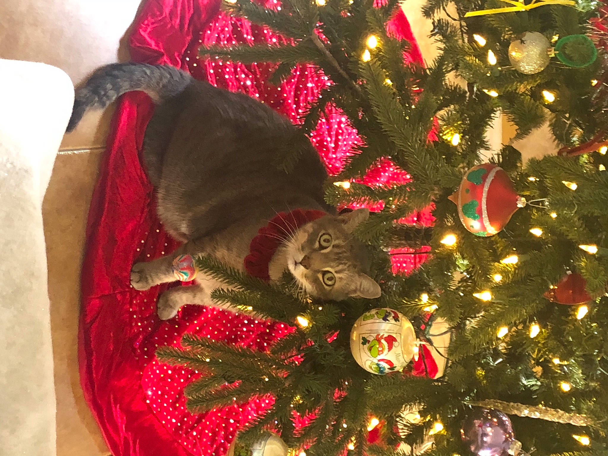 Beaker joined the competition — help win amazing prizes! carnivore, cat, christmas, christmas_decoration, christmas_eve, christmas_lights, christmas_ornament, christmas_tree, conifer, event, felidae, fur, holiday, holiday_ornament, interior_design, ornament, pine_family, red, small_to_medium_sized_cats, tradition