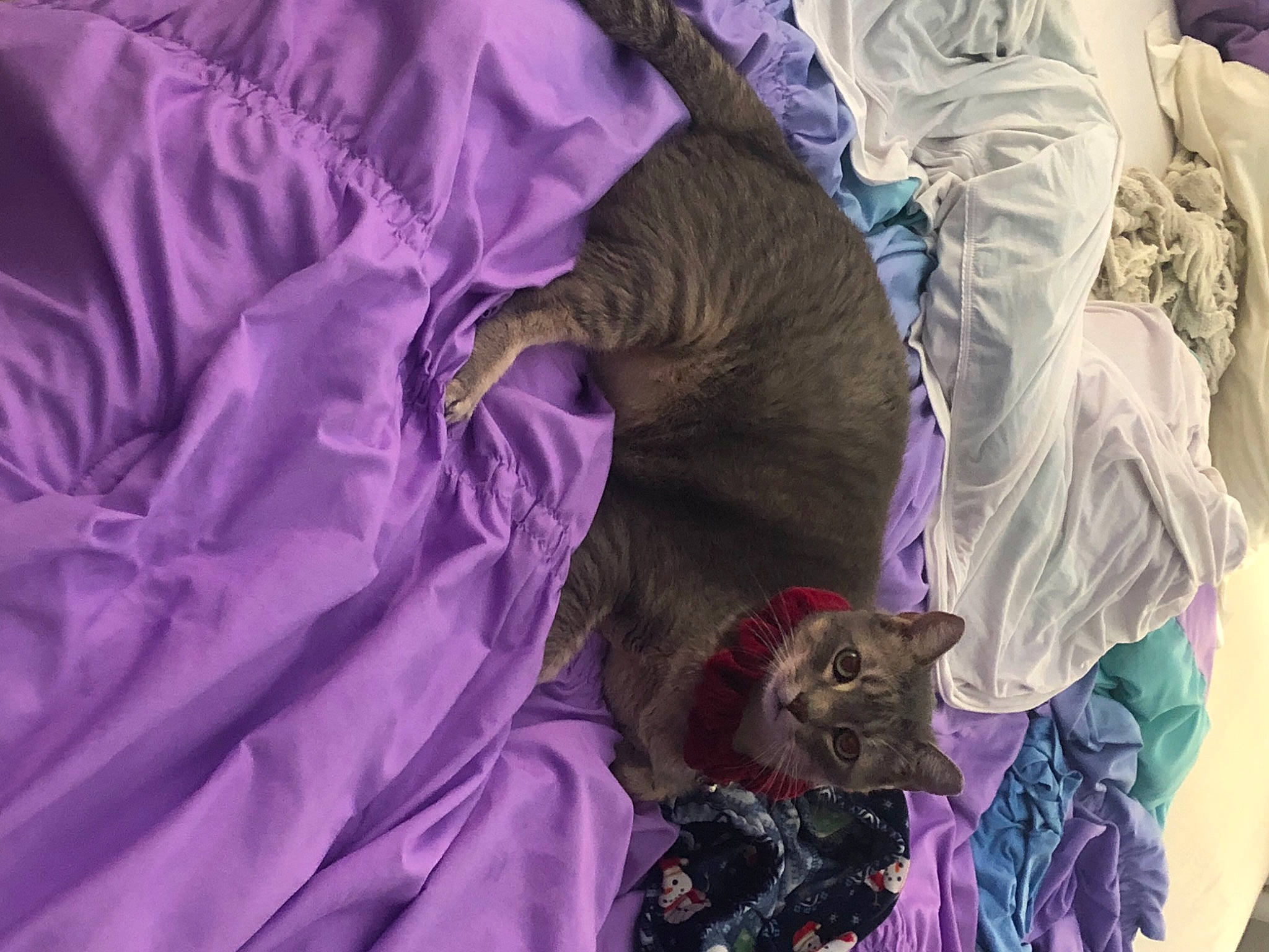 Beaker is registered to the contest to win money with this photo: carnivore, cat, domestic_short_haired_cat, felidae, fur, lavender, lilac, purple, small_to_medium_sized_cats, vertebrate, violet, whiskers