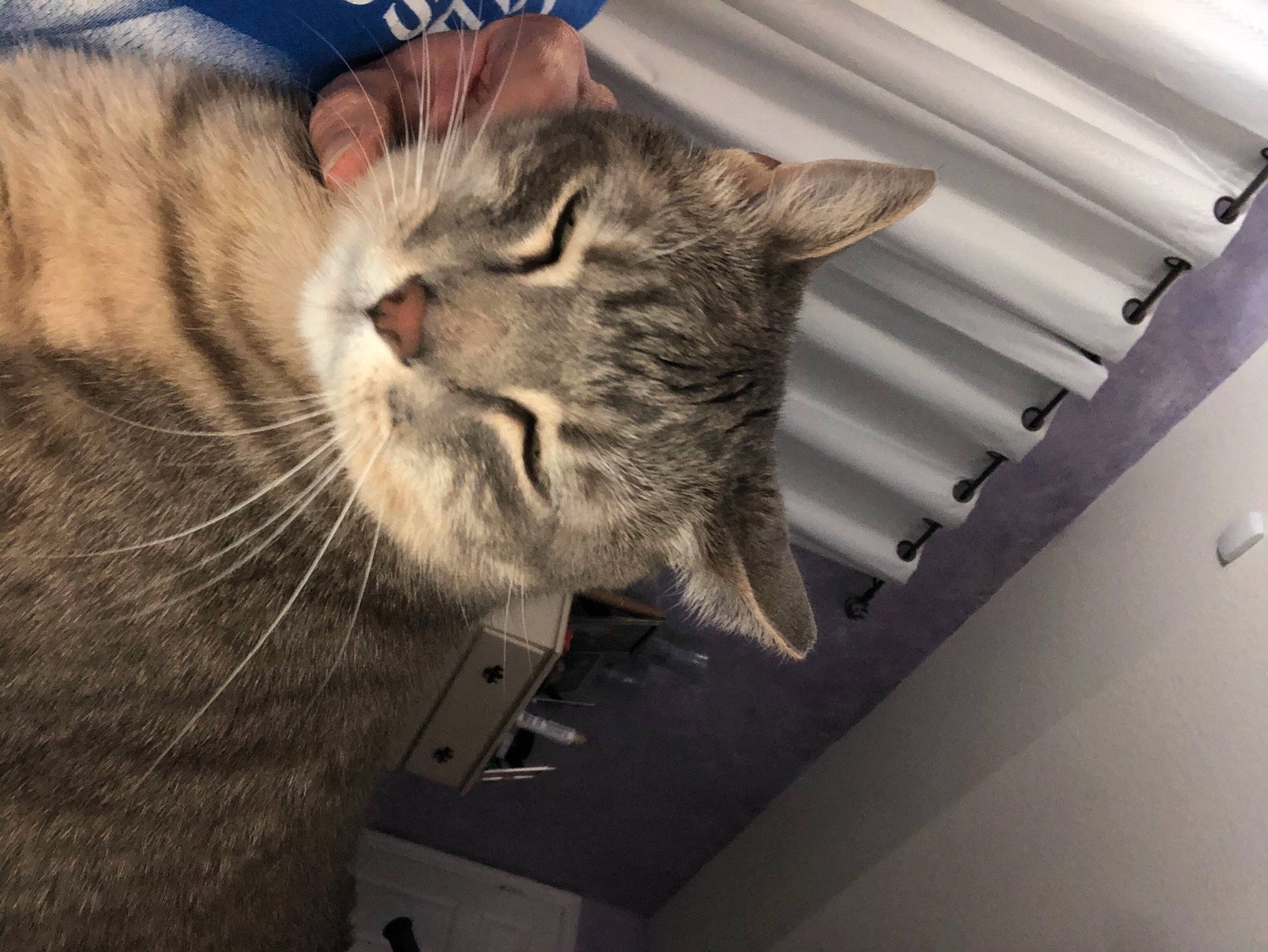 Beaker is registered to the contest to win money with this photo: carnivore, cat, ceiling, domestic_short_haired_cat, felidae, fur, mammal, pet_supply, small_to_medium_sized_cats, snout, tabby_cat, vertebrate, whiskers