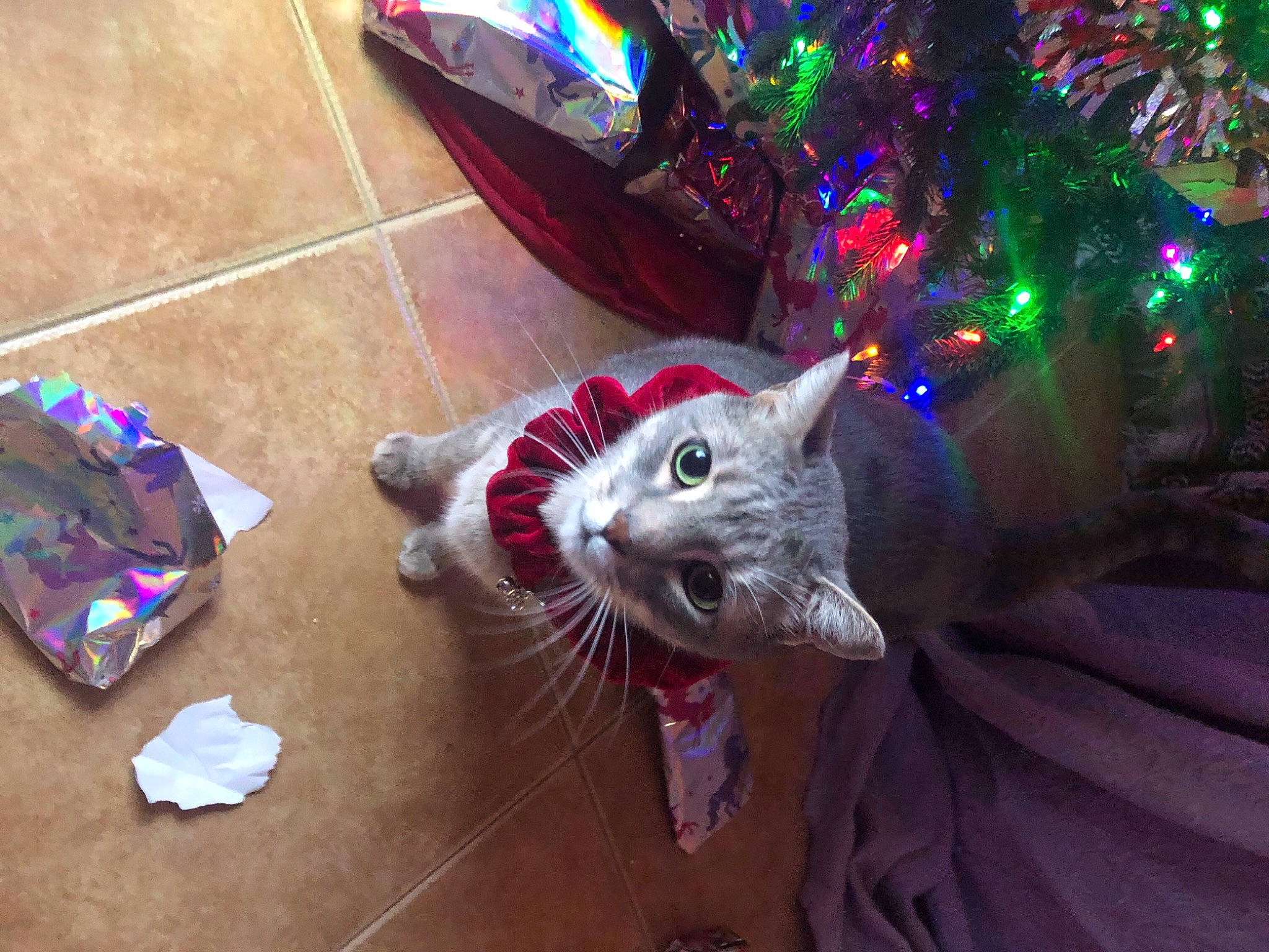 Beaker is registered to the contest to win money with this photo: carnivore, cat, christmas, christmas_decoration, christmas_eve, christmas_lights, christmas_ornament, christmas_tree, collar, felidae, fur, holiday, pink, small_to_medium_sized_cats, snout, terrestrial_animal, tongue, tooth, vertebrate, whiskers