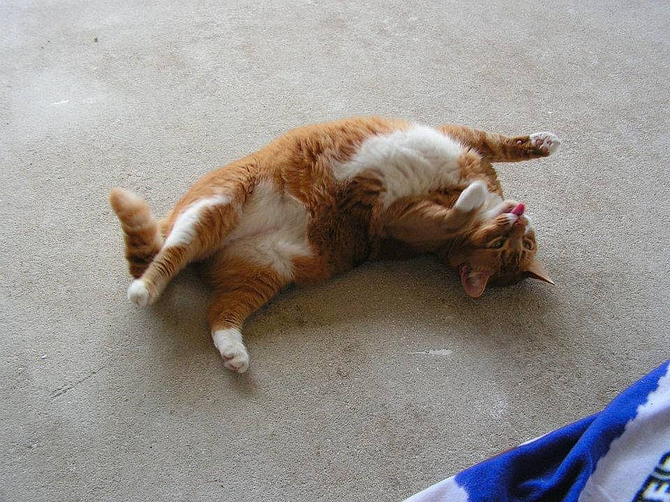 Wiggles is registered to the contest to win money with this photo: canidae, carnivore, cat, claw, comfort, companion_dog, dog_breed, domestic_short_haired_cat, fawn, felidae, fur, paw, sand, small_to_medium_sized_cats, snails_and_slugs, sporting_group, tail, terrestrial_animal, whiskers, wood