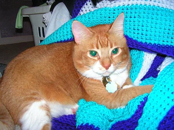 Wiggles joined the competition — help win amazing prizes! blue, carnivore, cat, cat_supply, claw, comfort, domestic_short_haired_cat, electric_blue, fawn, felidae, fur, paw, pet_supply, photo_caption, small_to_medium_sized_cats, snout, tail, whiskers, wood, woven_fabric