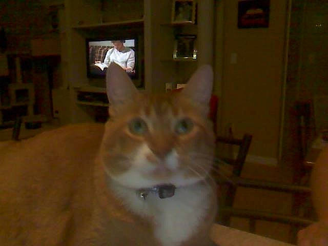 Wiggles joined the competition — help win amazing prizes! carnivore, cat, chair, domestic_short_haired_cat, door, fawn, felidae, flooring, fur, hardwood, picture_frame, room, shelf, small_to_medium_sized_cats, tail, whiskers, window, wood