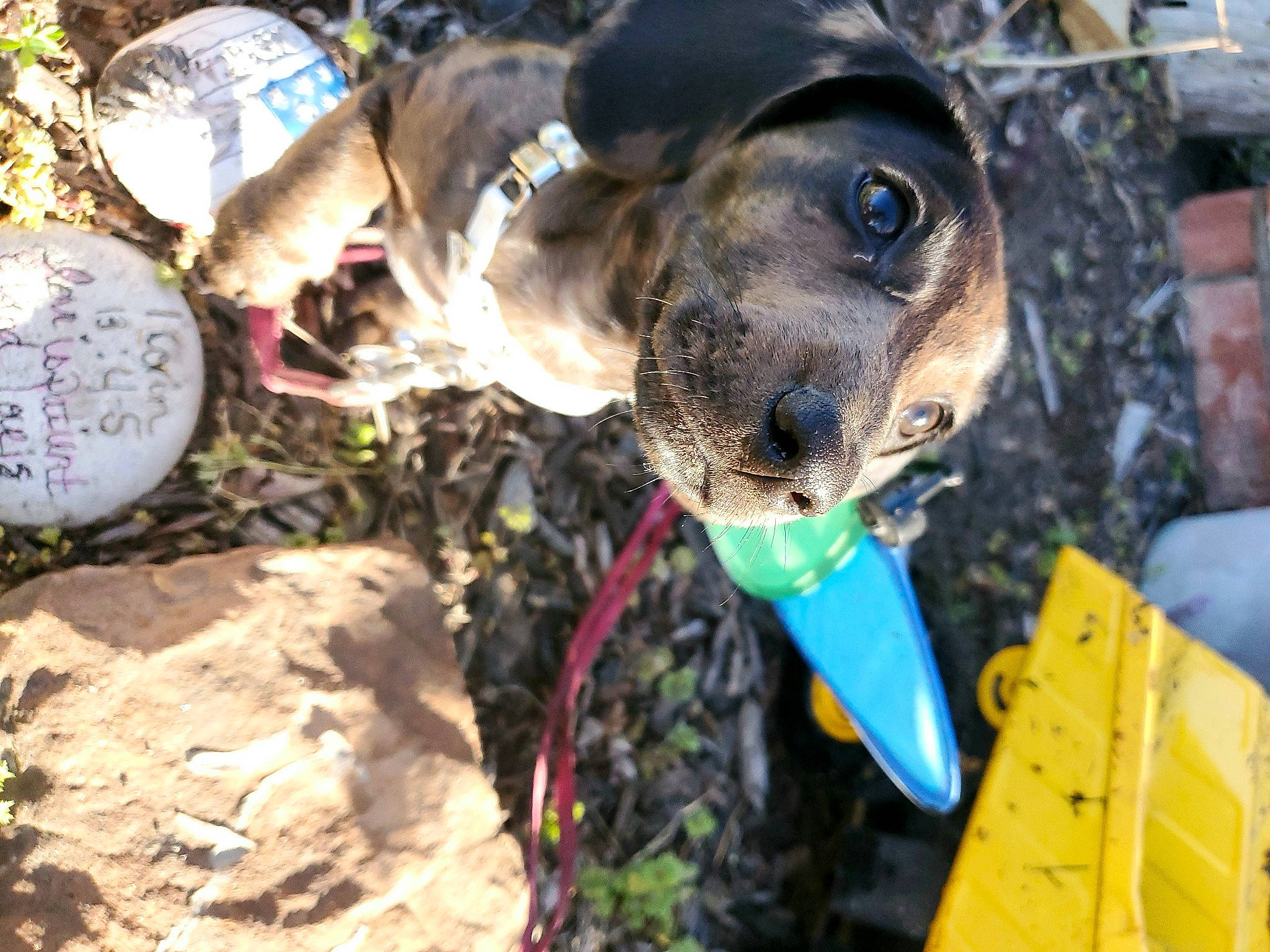 Lucy is registered to the contest to win money with this photo: adventure, canidae, carnivore, collar, companion_dog, dog, dog_breed, dog_collar, fawn, grass, leash, pet_supply, plant, snout, soil, sporting_group, sunglasses, tree, whiskers, working_animal